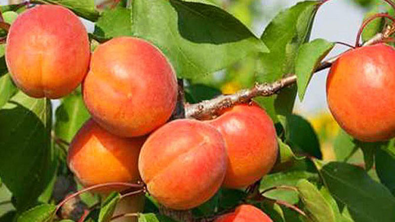 Überleben im Norden: Wir stellen die frostharten Aprikosen 'Dzintars', 'Daiga', 'Lāsma', 'Velta' und 'Krasnoschtschokij' vor