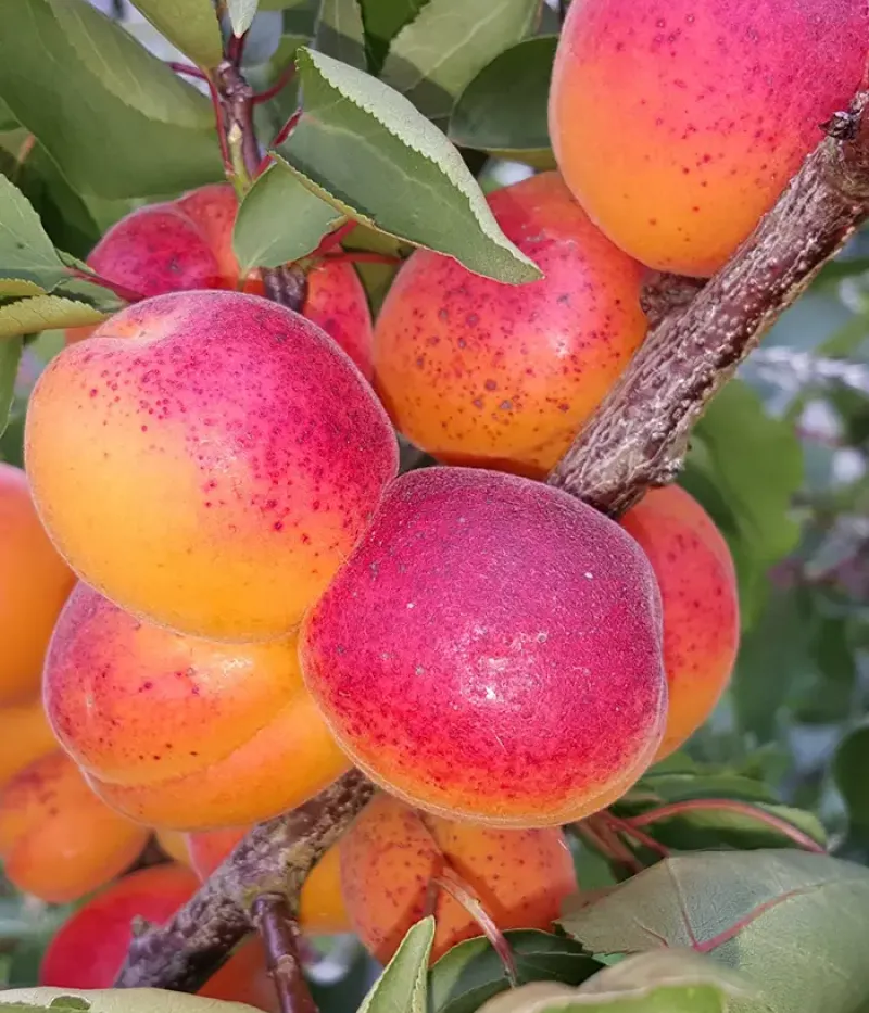 Aprikosenbaum (Prunus armeniaca) KIOTO - Tutifruti, s.r.o.