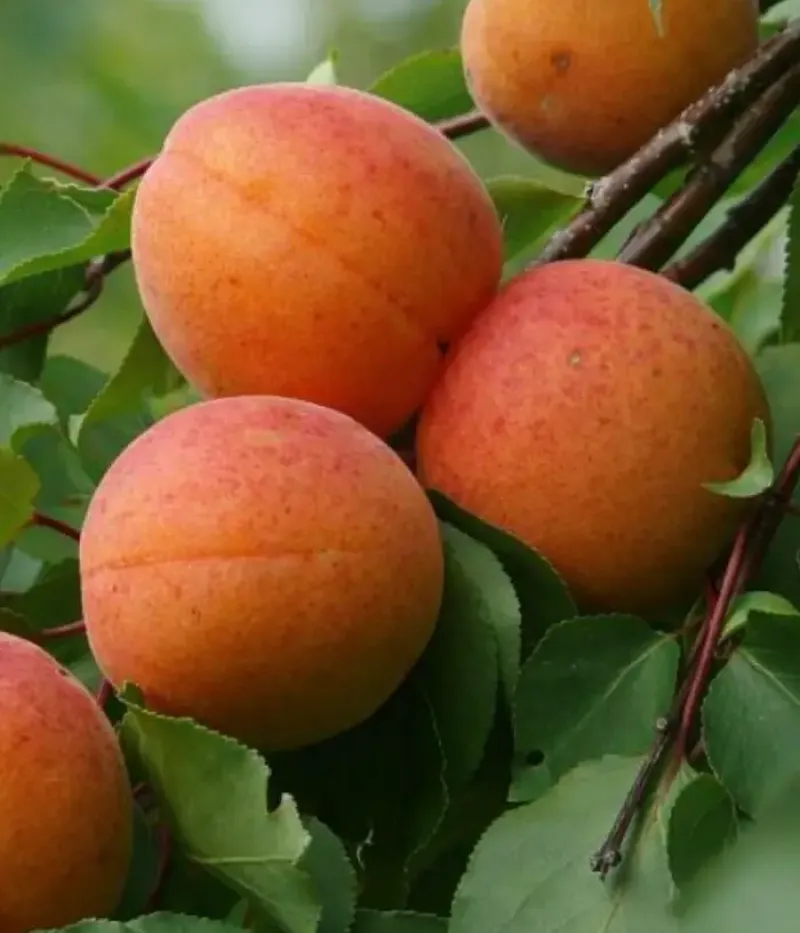 Aprikose (Prunus armeniaca) LITORAL - Tutifruti, s.r.o.