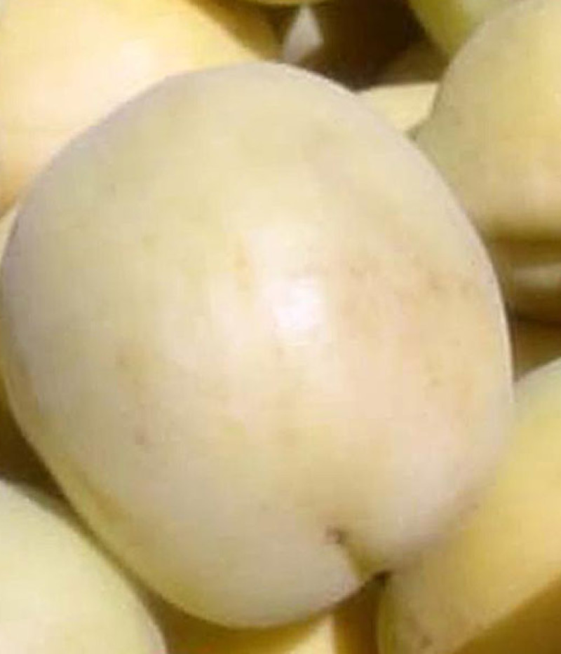 Aprikose (Prunus armeniaca) SCHALACH ANANASNY - Tutifruti SK