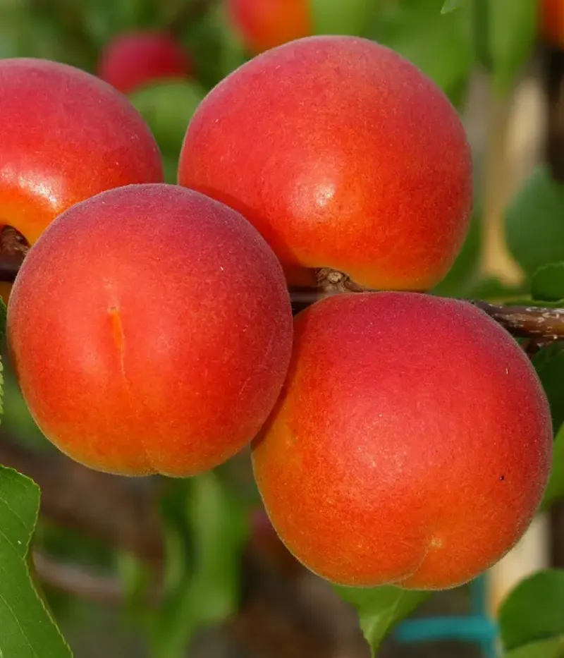 Aprikosenbaum (Prunus armeniaca) TSUNAMI - Tutifruti, s.r.o.