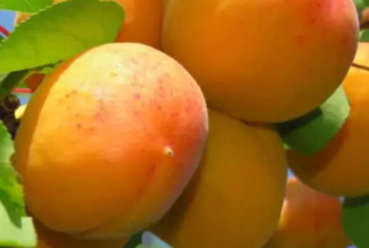 'Dimaija' Aprikose: Die nordische Antioxidantien-Königin (Exklusiv)