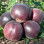 Schwarze Aprikose (Prunus x dasycarpa): Eine seltene Kreuzung und ihre Geheimnisse