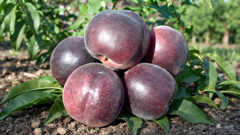 Schwarze Aprikose (Prunus x dasycarpa): Eine seltene Kreuzung und ihre Geheimnisse