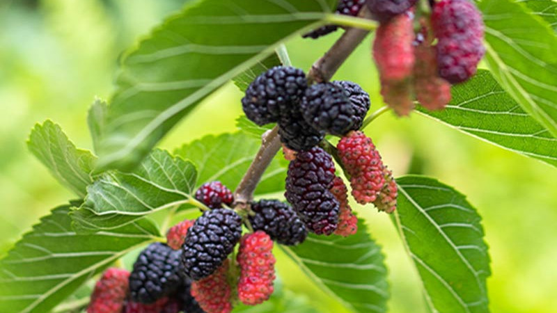 Maulbeere (Teil 2): Ein Leitfaden zu den besten Sorten für den Garten