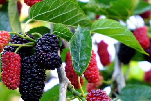 Maulbeere (Morus): Leitfaden zu Superfoods | Teil 1 – Arten und Zusammensetzung