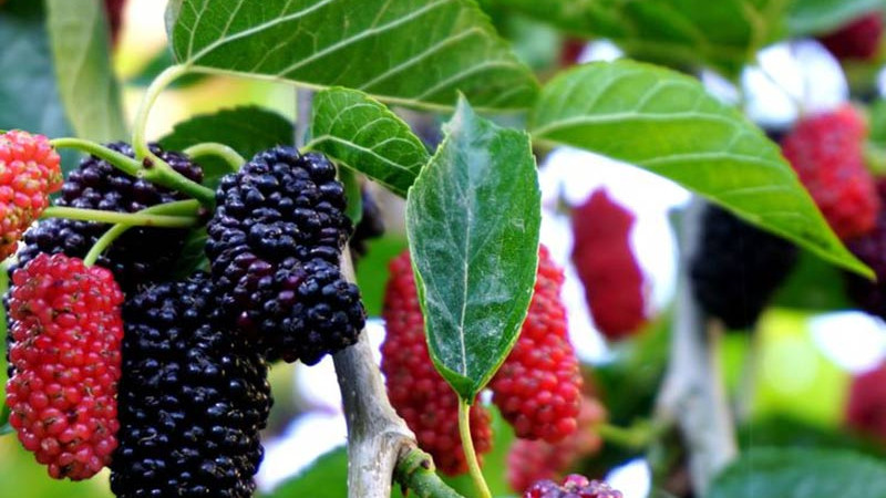 Maulbeere (Morus): Leitfaden zu Superfoods | Teil 1 – Arten und Zusammensetzung