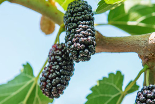 Maulbeere: Odyssee von der Seidenstraße zum Superfood (Teil 2 – Wissenschaft und moderne Verwendung)