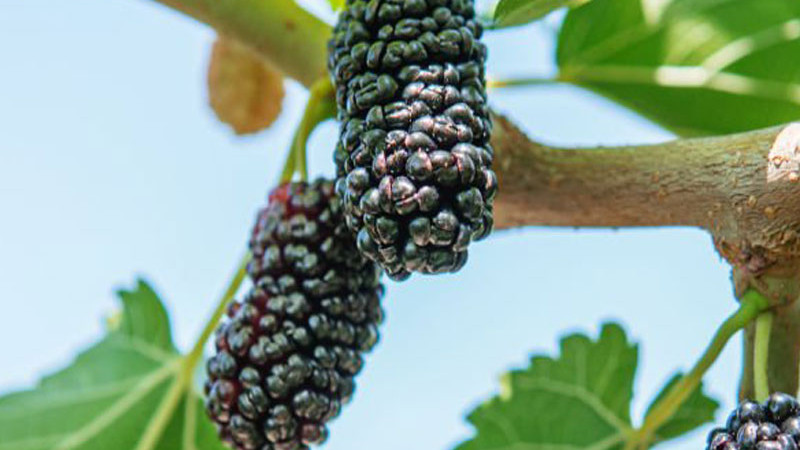 Maulbeere: Odyssee von der Seidenstraße zum Superfood (Teil 2 – Wissenschaft und moderne Verwendung)