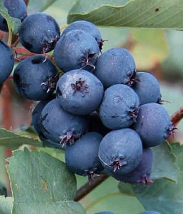 Felsenbirne (Amelanchier alnifolia) MARTIN