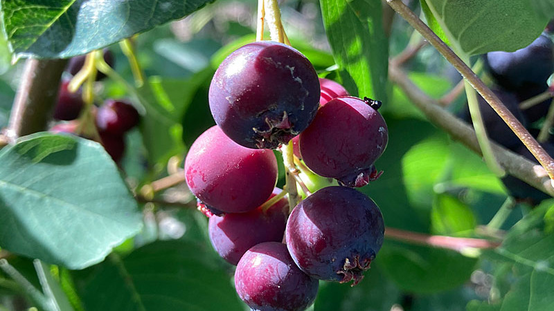 Felsenbirne (Amelanchier): Vergleich der Arten, Wirkungen und warum sie gesünder ist als Blaubeeren
