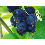 Felsenbirne / Amelanchier