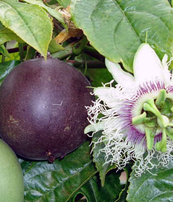BIO Passion fruit (Passiflora edulis) SUNTROPICS®