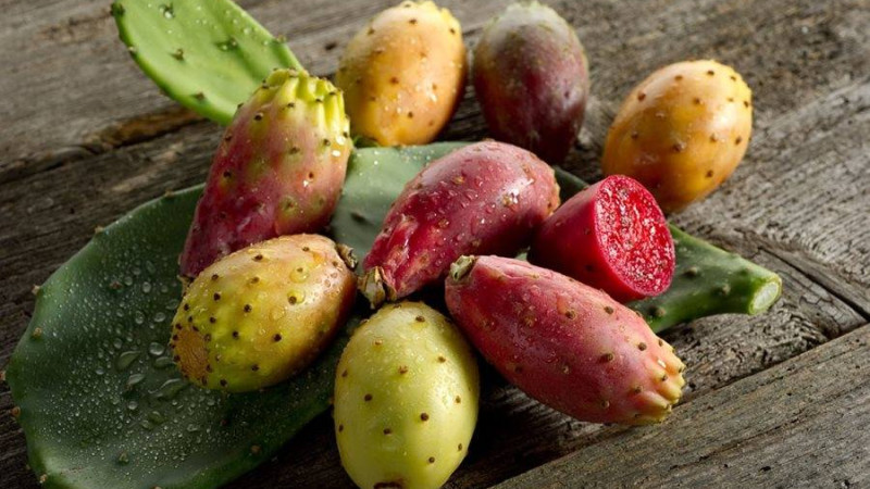 Opuntia (Kaktusfeige): Wirkung, Anbau und warum sie ein Superfood ist