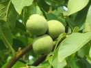 Königswalnuss (Juglans regia) CZERNIOWICKI 1 - Tutifruti SK Königswalnuss (Juglans regia) CZERNIOWICKI 1 - Tutifruti SK