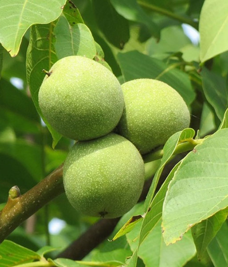 Orech kráľovský (Juglans regia) Černovický 1 - Tutifruti SK