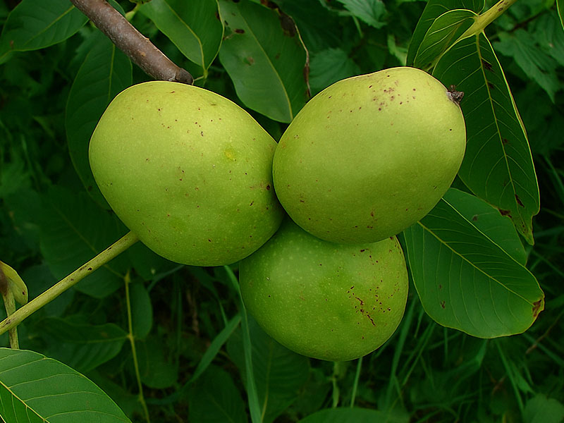 Königswalnuss (Juglans regia) MARKOWSKI SÜSS - Tutifruti SK Königswalnuss (Juglans regia) MARKOWSKI SÜSS - Tutifruti SK