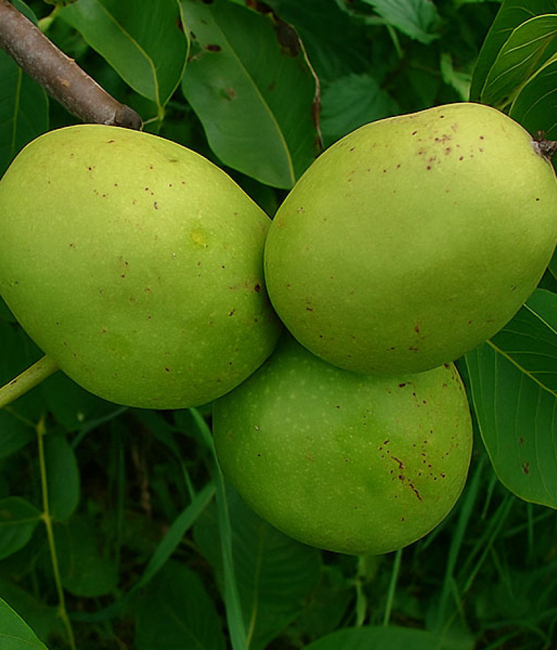 Königswalnuss (Juglans regia) MARKOWSKI SÜSS - Tutifruti SK