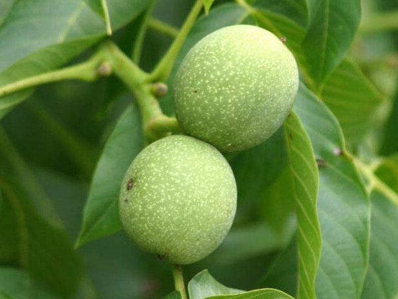 Königswalnuss (Juglans regia) Mars - Tutifruti SK Königswalnuss (Juglans regia) Mars - Tutifruti SK