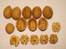 Königswalnuss (Juglans regia) Mars - Tutifruti SK Königswalnuss (Juglans regia) Mars - Tutifruti SK