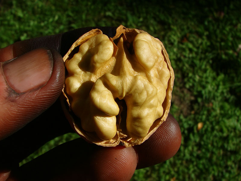 Königswalnuss (Juglans regia) CZERNIOWICKI 1 - Tutifruti SK Königswalnuss (Juglans regia) CZERNIOWICKI 1 - Tutifruti SK