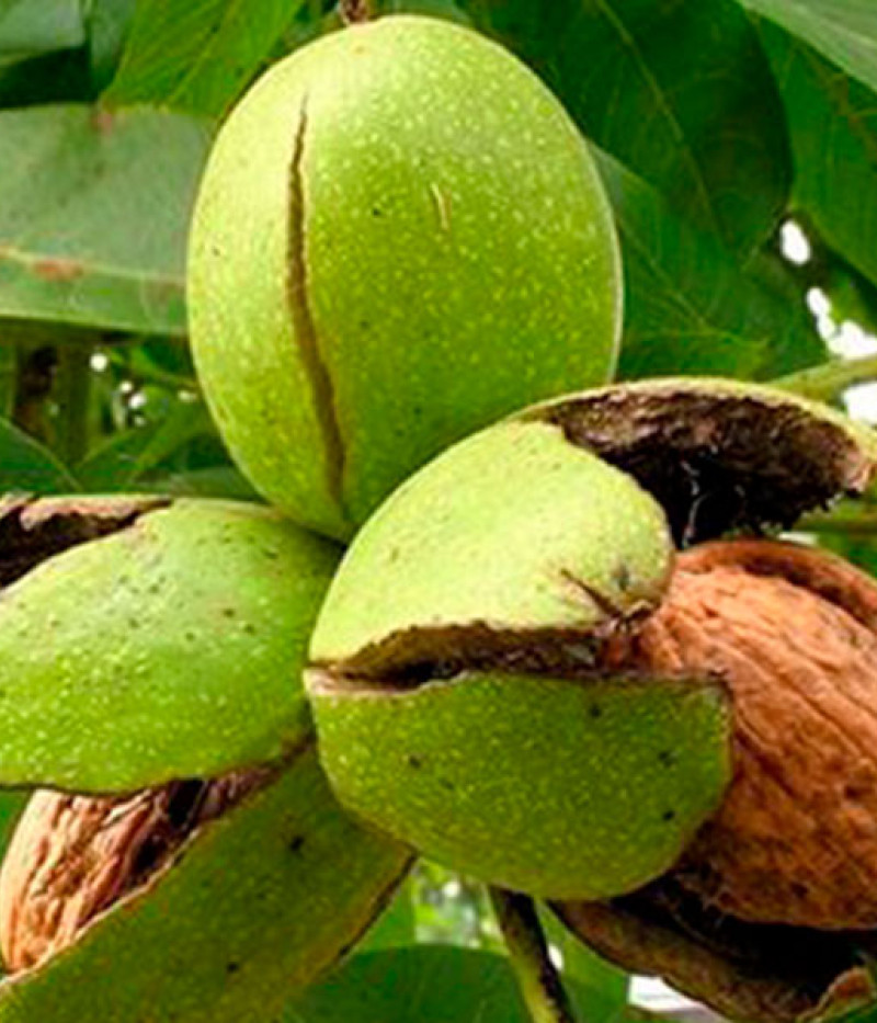 Königswalnuss (Juglans regia) KOSZYCKI - Tutifruti SK