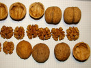 Orech kráľovský (Juglans regia) KOSZYCKI - Tutifruti SK Orech kráľovský (Juglans regia) KOSZYCKI - Tutifruti SK