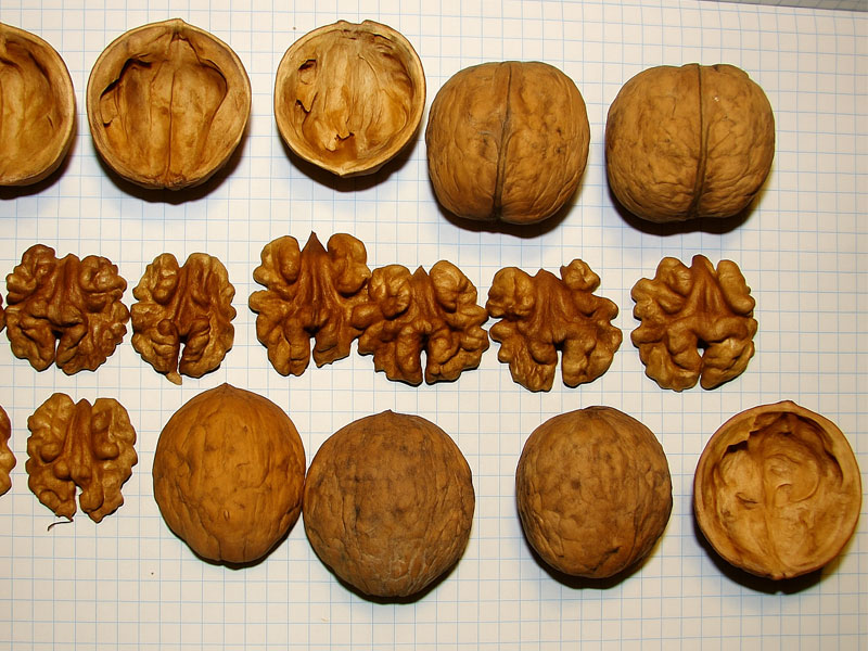 Orech kráľovský (Juglans regia) KOSZYCKI - Tutifruti SK Orech kráľovský (Juglans regia) KOSZYCKI - Tutifruti SK