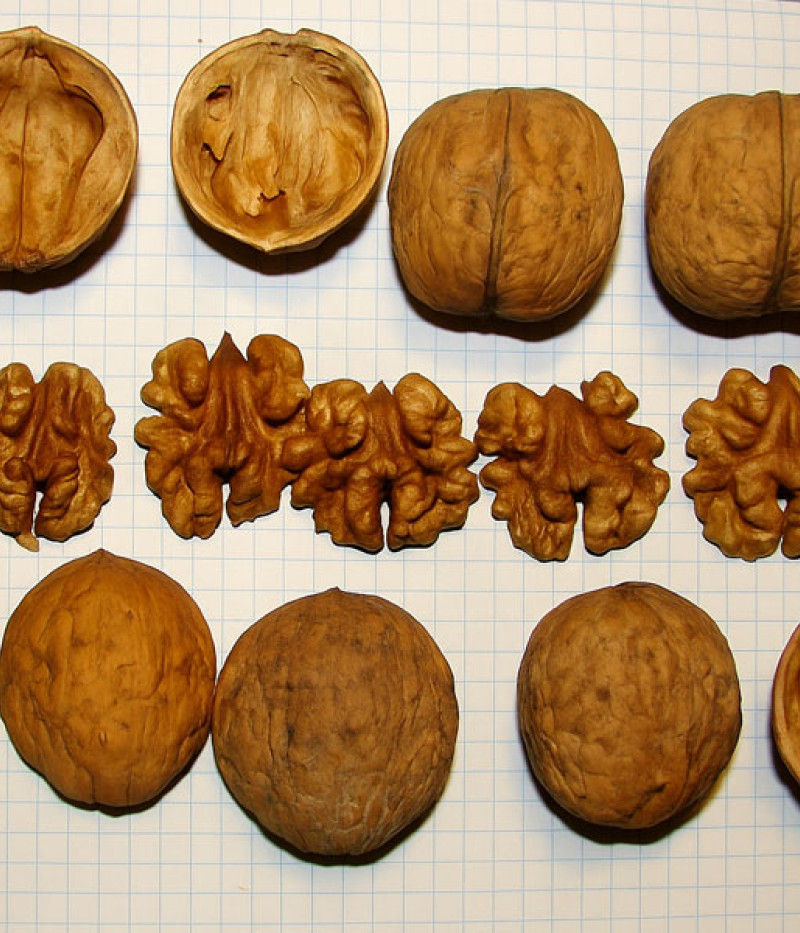 Königswalnuss (Juglans regia) KOSZYCKI - Tutifruti SK