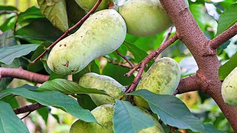 Asimina triloba (Pawpaw): Leitfaden zum Anbau der nordamerikanischen Banane | Blog