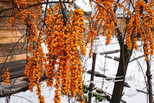 Sanddorn (Hippophae): Wirkung, Verarbeitung & Superfrucht (Teil 2)