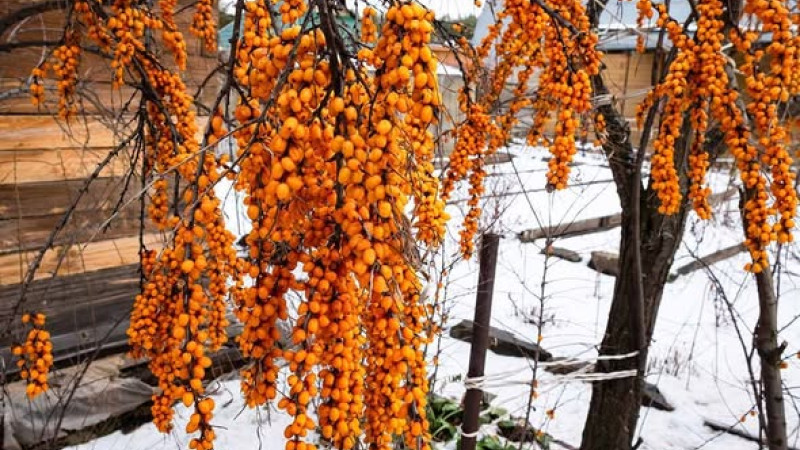 Sanddorn (Hippophae): Wirkung, Verarbeitung & Superfrucht (Teil 2)