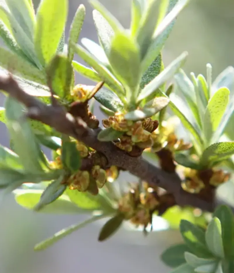 Rakytník rešetliakový (Hippophae rhamnoides) TARMO - Tutifruti, s.r.o.