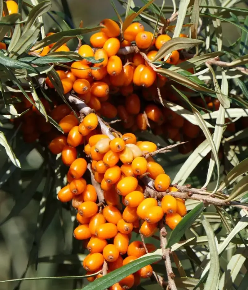 Rakytník rešetliakový (Hippophae rhamnoides) TYTTI - Tutifruti, s.r.o.