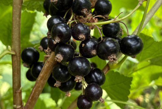 Neue Johannisbeeren 2026: Chereshnevaya, Seletschenskaja & Veloj