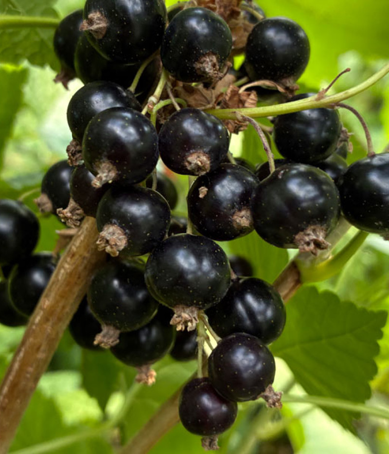 Blackcurrant (Ribes nigrum) BELORUSSKAJA SLADKAJA - Tutifruti, s.r.o. (SK)