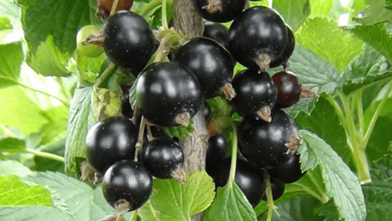 Schwarze Johannisbeeren: Detaillierte Analyse der neuen Sorten Belorusskaja Sladkaja, Čornij Žemčug und Svita Kijevskaja