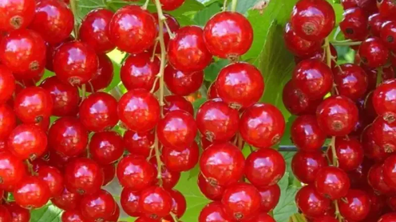 Russisches Dessert-Weiß und rumänischer Rot-Klassiker: Wir stellen die Johannisbeeren 'Bayana', 'Margaritar' und 'Abundent' vor