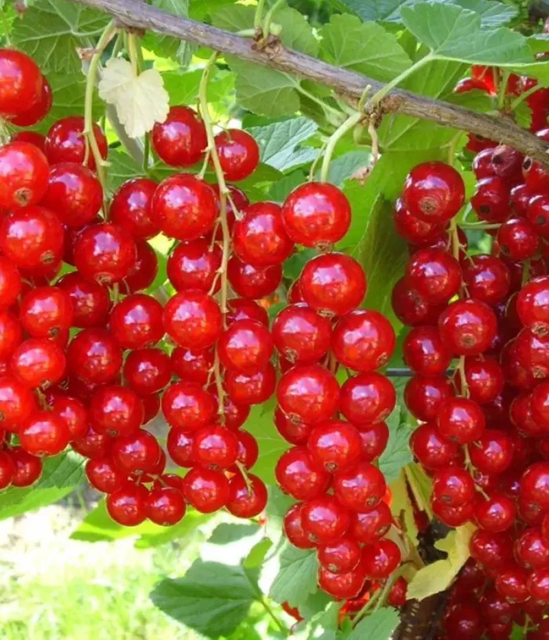 Rote Johannisbeere Strauch (Ribes rubrum) ABUNDENT - Tutifruti, s.r.o.