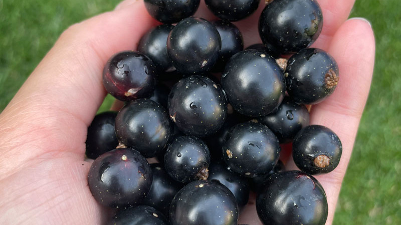 Neue Schwarze Johannisbeeren 2026: Gofert, Ben Connan & Balsgard Martin