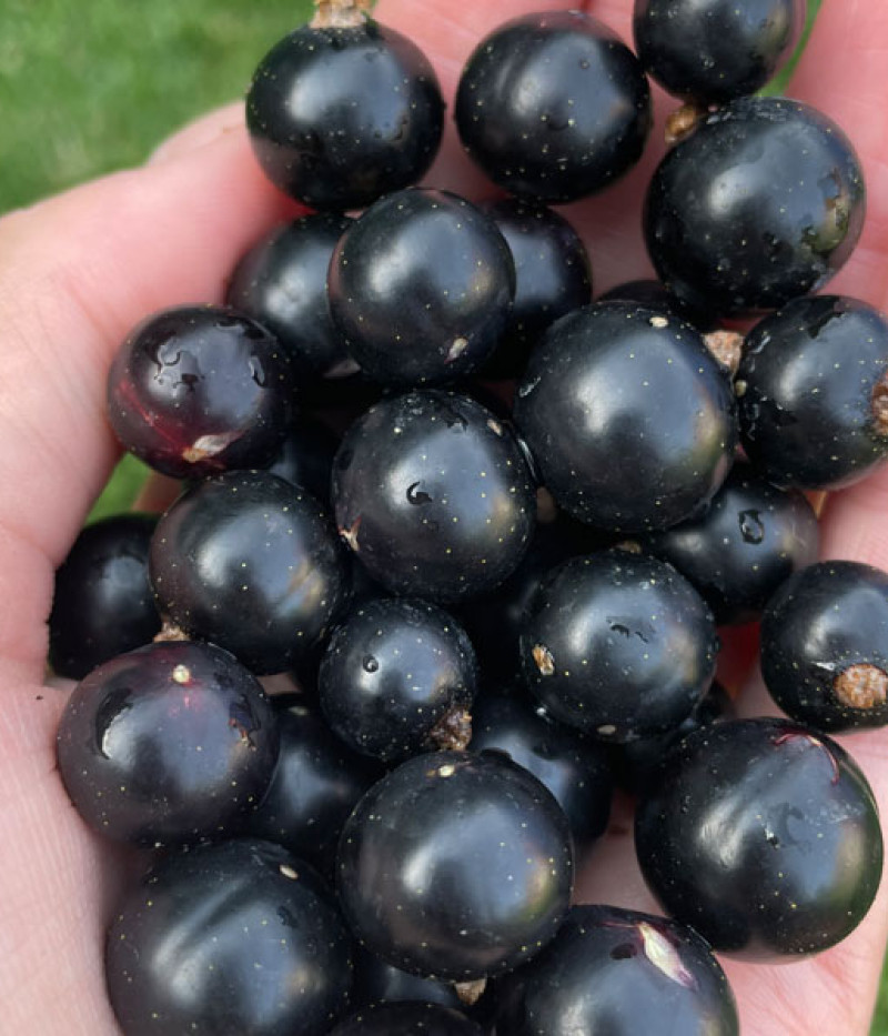 Schwarze Johannisbeere (Ribes nigrum) BALSGARD MARTIN (Strauch) - Tutifruti SK