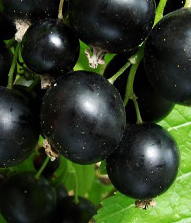 Schwarze Johannisbeere (Ribes nigrum) BALSGARD MARTIN (Strauch) - Tutifruti SK