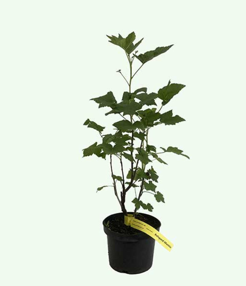 Schwarze Johannisbeere (Ribes nigrum) BALSGARD MARTIN (Strauch) - Tutifruti SK