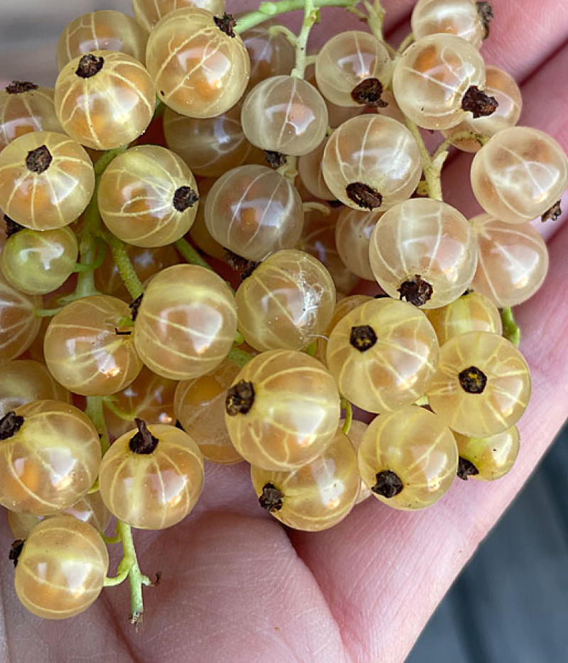 Weiße Johannisbeere (Ribes sativa) BLANKA (Strauch) - Tutifruti SK