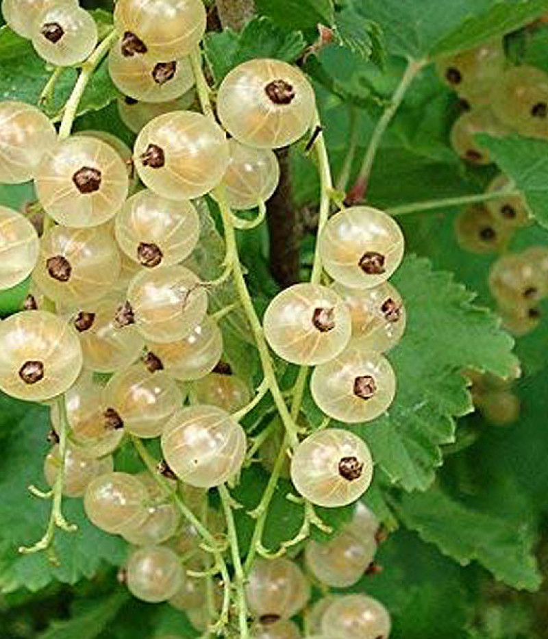 Weiße Johannisbeere (Ribes sativa) BLANKA (Strauch) - Tutifruti SK