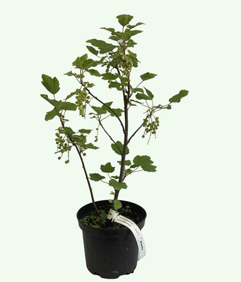 Weiße Johannisbeere (Ribes sativa) BLANKA (Strauch) - Tutifruti SK