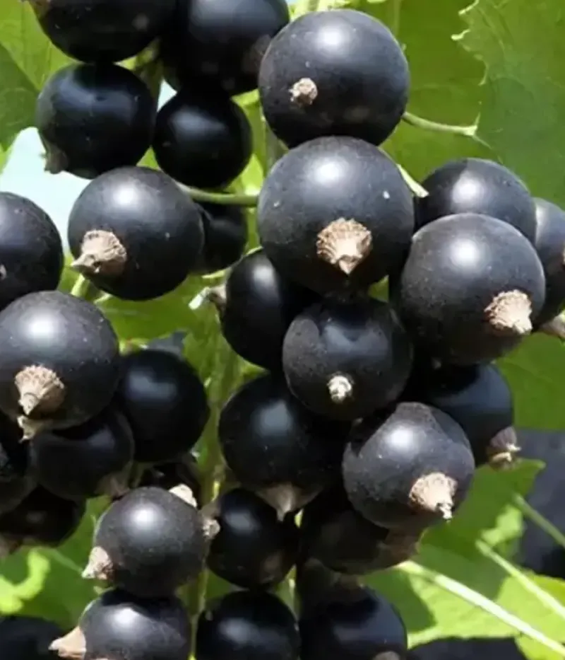 Schwarze Johannisbeere (Ribes nigrum) CHERESHNEVAYA - Tutifruti, s.r.o.