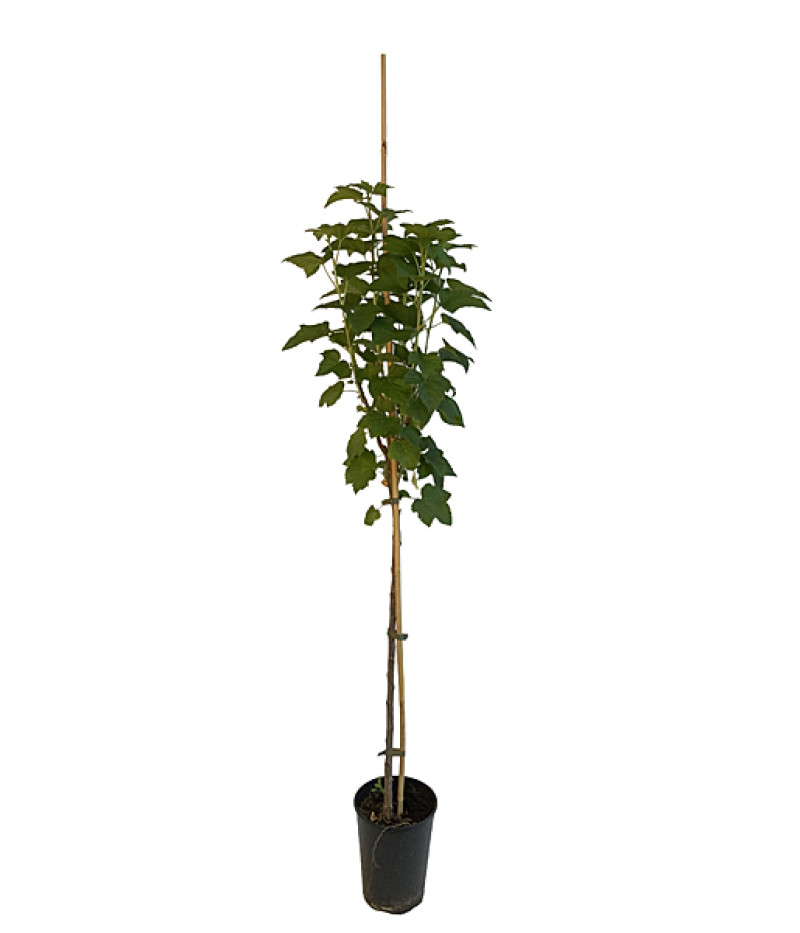 Schwarze Johannisbeere (Ribes nigrum) BEN CONAN (stamm) - SK Matej Hornák