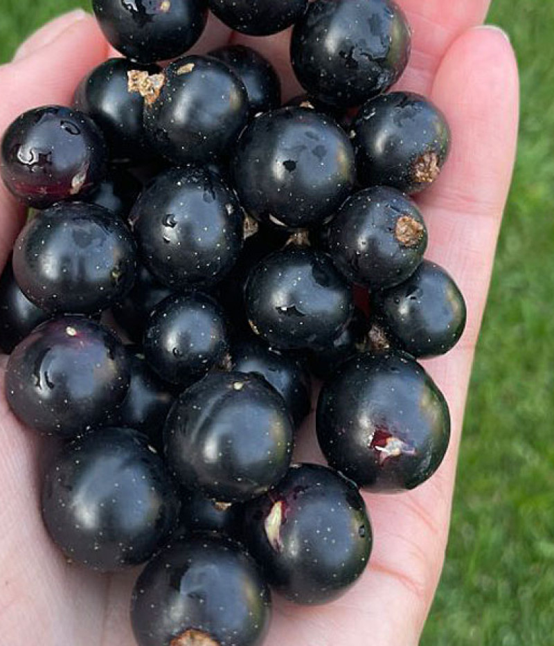 Schwarze Johannisbeere (Ribes nigrum) BEN CONAN (stamm) - SK Matej Hornák