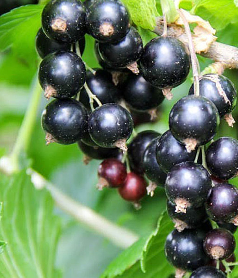 Schwarze Johannisbeere (Ribes nigrum) BEN CONAN (stamm) - SK Matej Hornák